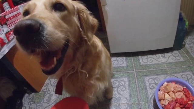 Собака и кусочек мяса, ТАЗИК ЕДЫ СЪЕДАЕТ СОБАКА 🐶