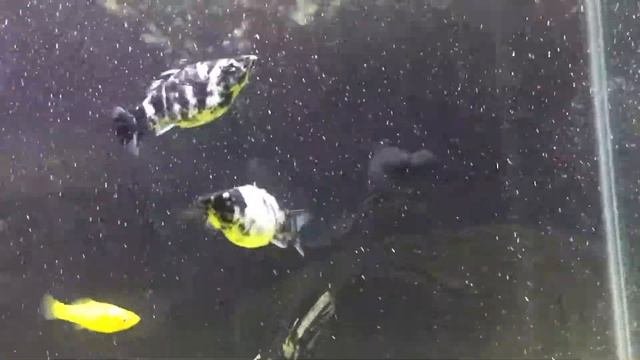 Giant mollys and bubble eye fish and some mollys and angel fish