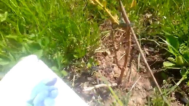 Куст Жимолости на второй год после посадки