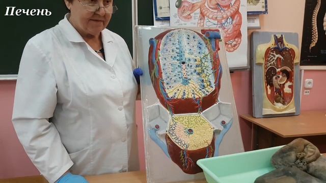#Печень - Как работает печень, какие функции выполняет.  Общая #пищеварительная система #Анатомия