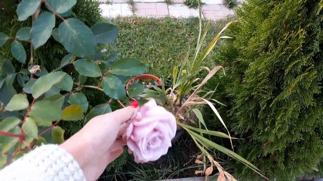 Безвременник Розы Грибов нет(((