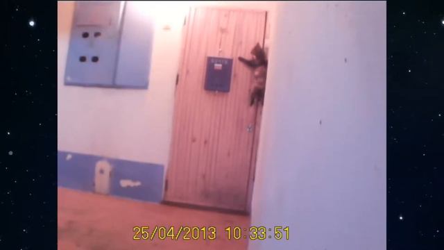 очень смешное видео про кошек@