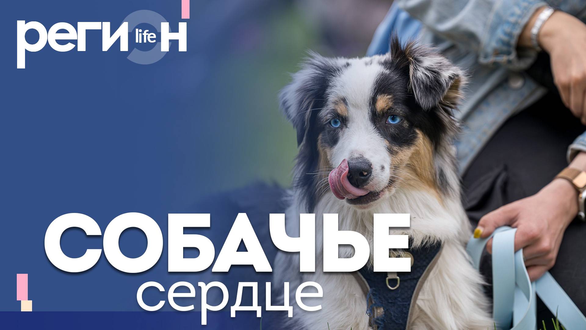 Регион LIFE | Собачье сердце | ОТС LIVE — прямая трансляция