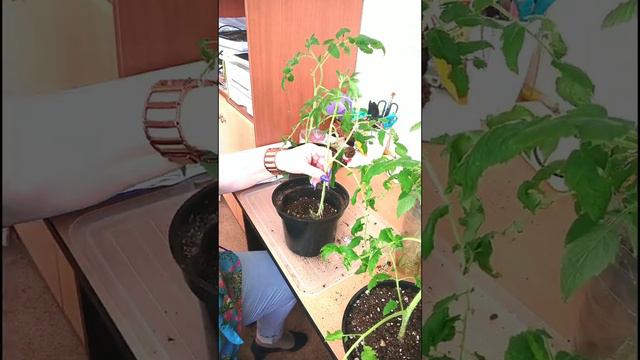 Эксперименты с зимними посевами помидоров