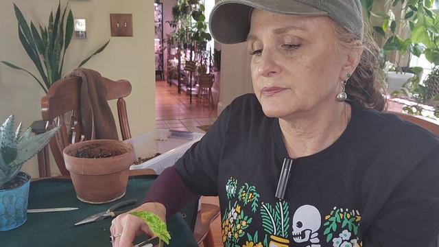Plant Chores!!  Chatty Repot! Dealing With Damaged & Unhappy Plants! Aloe, Syngonium & Tetrasperma