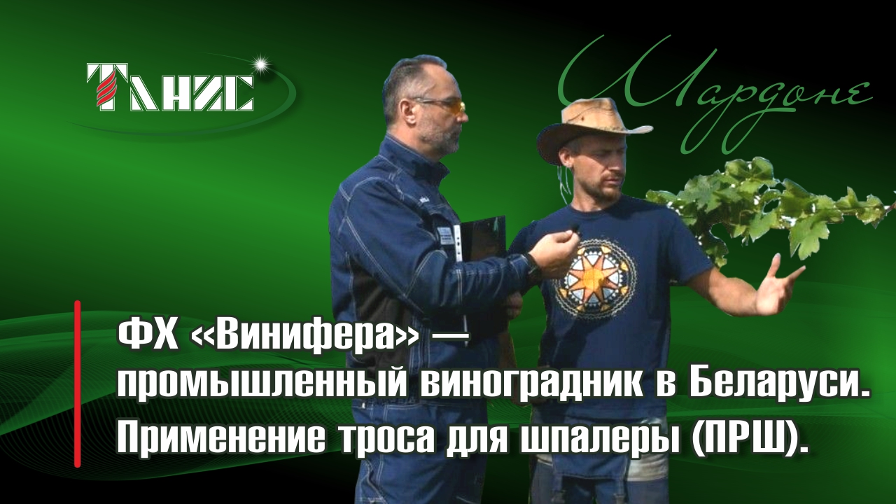 Промышленный виноградник ФХ "Винифера" в Беларуси. Применение троса для шпалеры