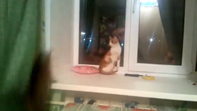 Кот на свидание