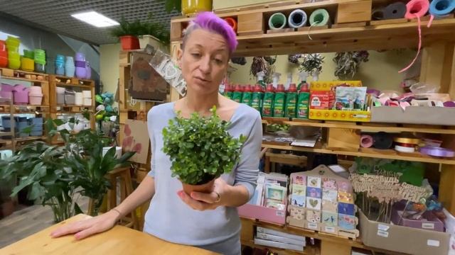 Мирсина - диковинное комнатное растение. Мини мирт или ничего подобного?