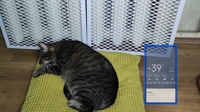 Как Умный голубь и К выживали в минус 39° /BelkaLife