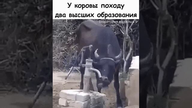 Гений