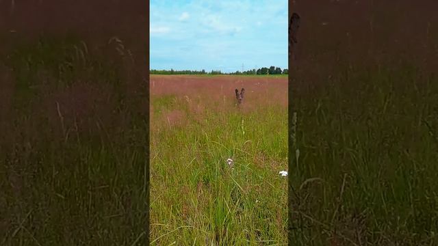 щенок русского спаниеля на прогулке