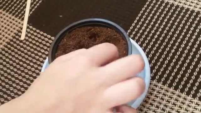 Блог: сажаем растения
