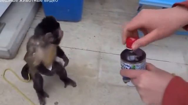Приколы над животными Смех до слез  Funny animals