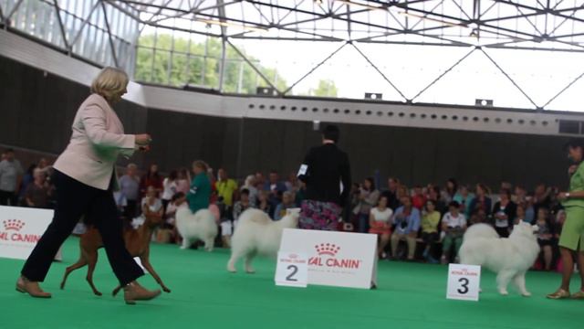 Cirneco ring 2018 WDS