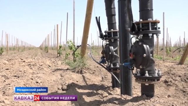 Известные во всем мире сорта винограда выращивают в Моздокском районе Северной Осетии