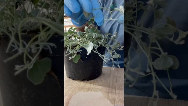 Дихондра как сохранить