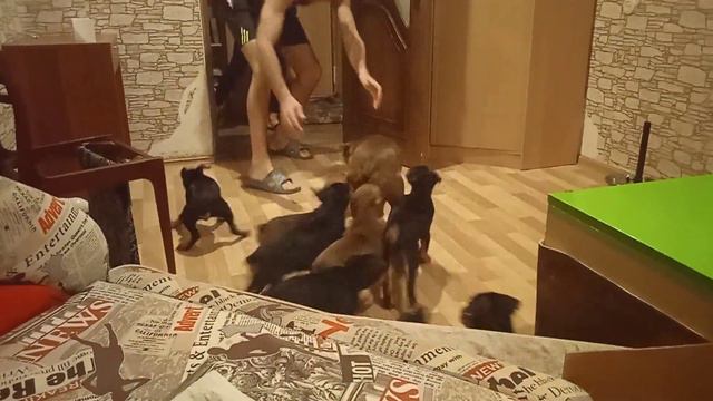 щенки пинчера.