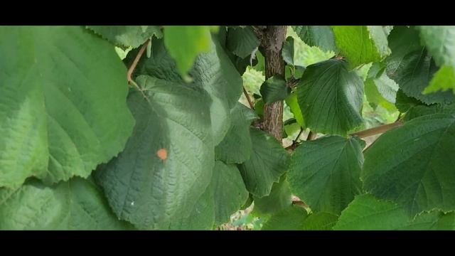 Фундук 4219, подробный обзор, плюсы-минусы, сравнение с четырьмя украинскими сортами