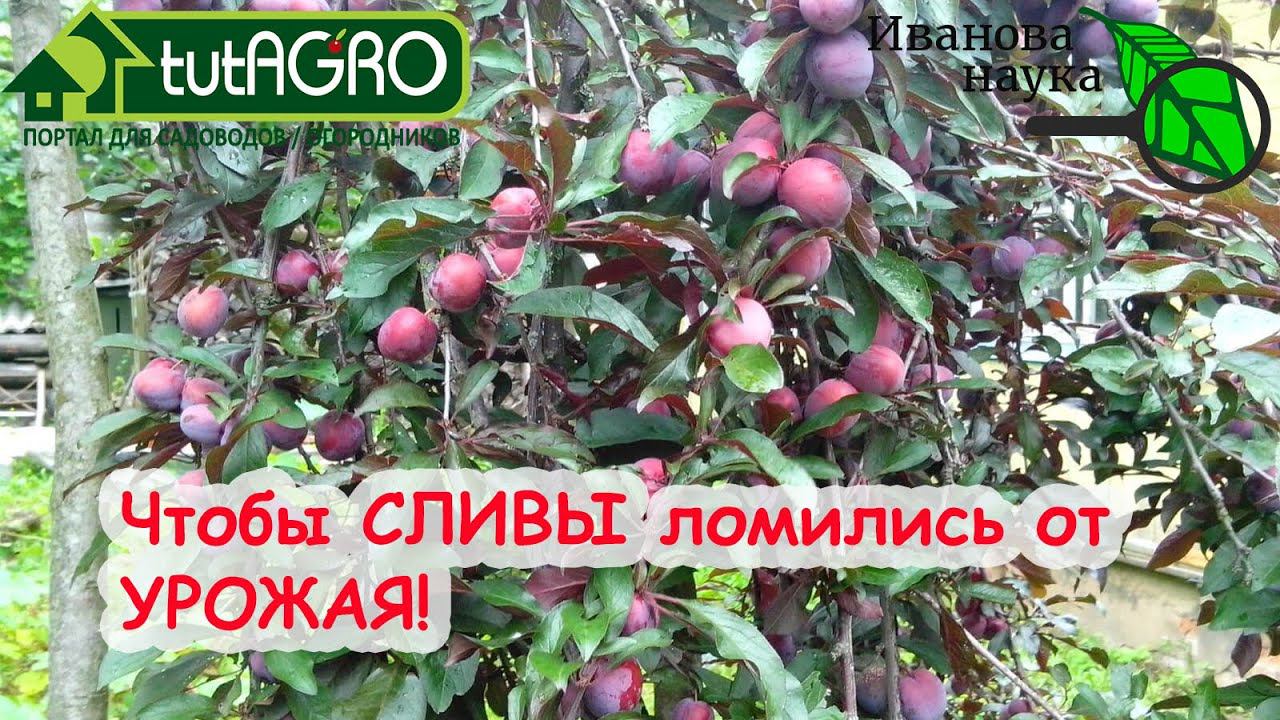 ДУРНО-СЛИВЫ и ОПАСНЫЕ СВЯЗИ! Уберите ЭТО на деревьях и будете с большим урожаем ВИШНИ, АЛЫЧИ и СЛИВЫ