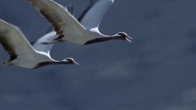ЖУРАВЛИ - Анатолий ТОЛСТИКОВ-СИБИРСКИЙ