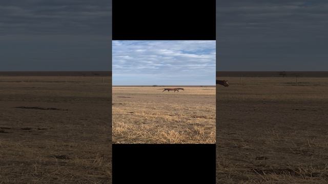 А вот и кони
