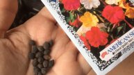 25 CENT SEED PACKET - HOW MANY SEEDS?