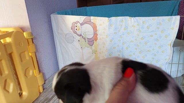 презентация щенки чихуахуа ЭНИГМА и Купидон питомник Кастропуло Крым +79787458062 viber WhatsApp