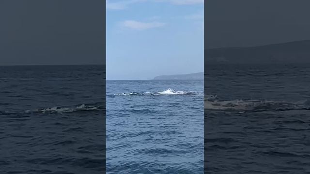 Видео Китов Баренцево море киты плющится у острова Кильдин рядом с Мурманском горбатые киты￼