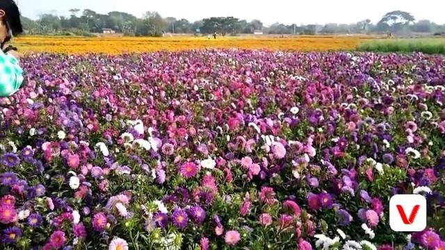KHIRAI , VALLEY OF FLOWERS , FLOWER CULTIVATION SPOT , ONE DAY TOUR FROM KOLKATA