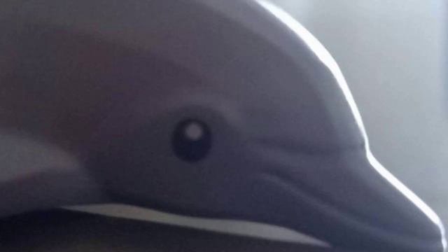A Shark and a Dolphin Fighting In Lego City