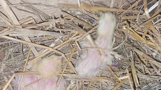 Голубята второй выводок