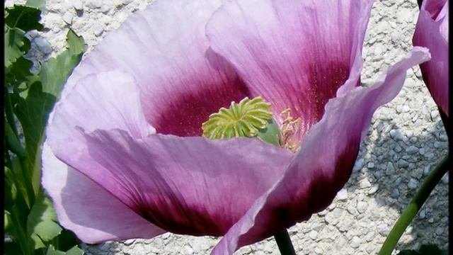 Andrea Bocelli - Amapola  English translation traducere română 