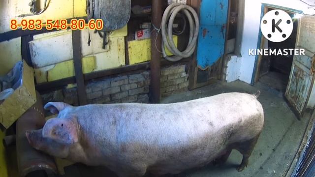 523❌РАСПРОДАЮ СВОЁ ЭЛИТНОЕ ПОГОЛОВЬЕ СВИНЕЙ ???❌