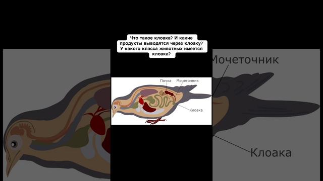 Анатомия птиц. Подготовка к егэ по биологии