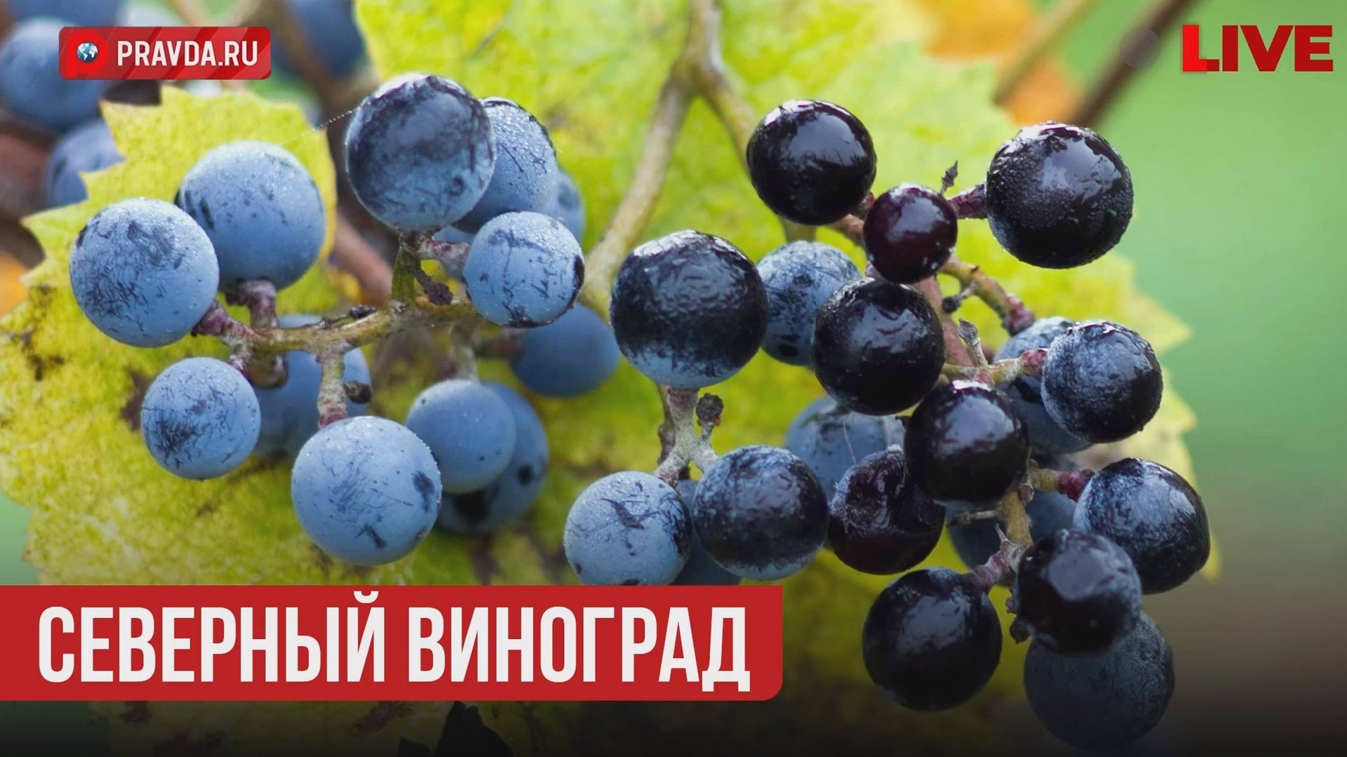 Северный виноград. Самый экологичный и полезный!