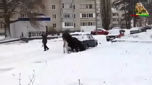 Лось-токсикоман прется от выхлопных газов.