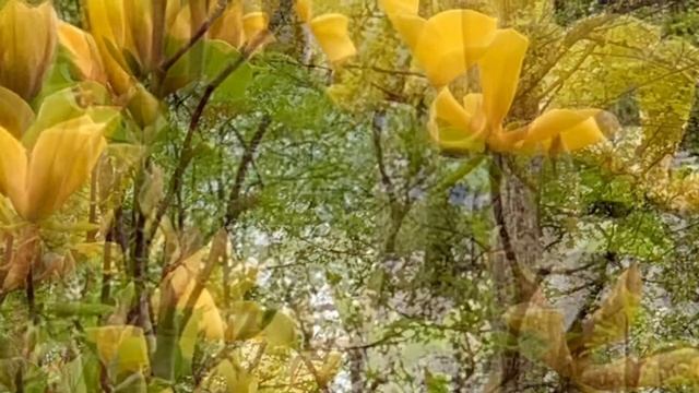 Magnolia Judy Zuk