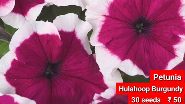 8 New Petunia Varieties | Latest Addition To Our Stock | 11 December 2020