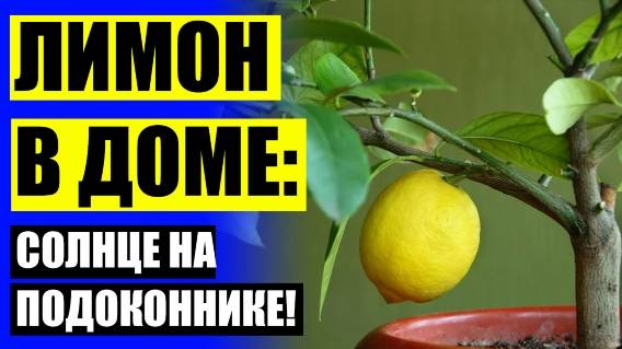 Уход за комнатным лимоном зимой ❕ Питомники саженцев цитрусовых
