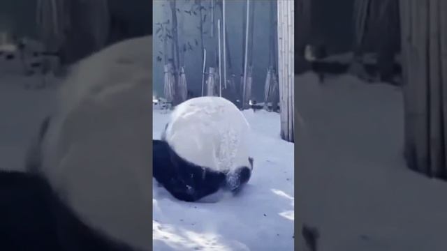 Панда круг