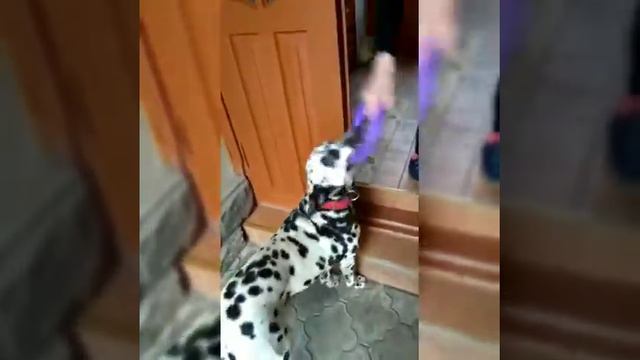 Далматин Барон любит игрушки