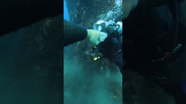 Магия моря 🤿

#LiveUnfiltered #DiveLife #AdventureAwaits #GoPro #ScubaDiving #PADI #UnderwaterWorld