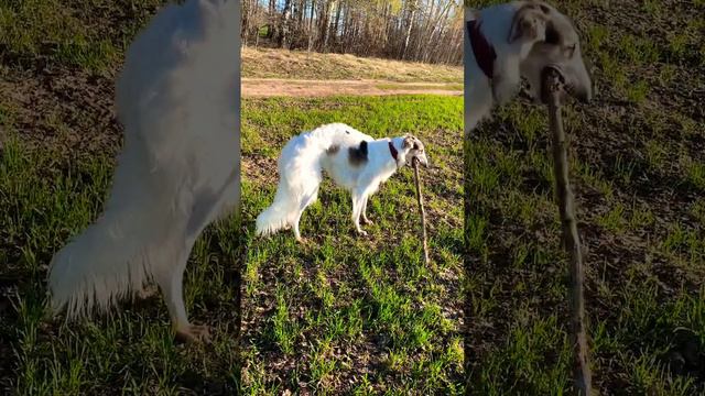 #борзая #русскаяборзая #собаки #borzoi #dog #doglover #borzoidog #русскаяпсоваяборзая #greyhound