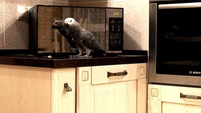 Попугай жако Петруня учится вести диалог) Саша, АУ) Fujifilm X-t3 Test/funny Animal Videos#Shorts
