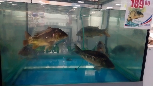 Карпы!!!