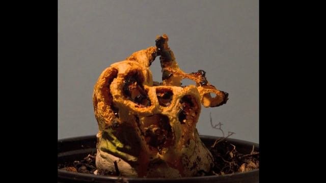 Clathrus ruber timelapse