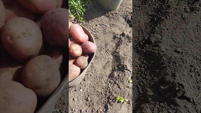 25.08.2024 начали копать картошечку 🥔, с половины грядки ведро, по моему не плохо😇!?