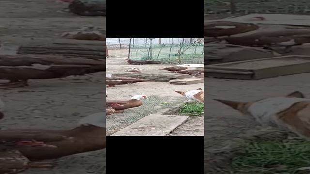 Пришла весна
Индоутки свободны!
