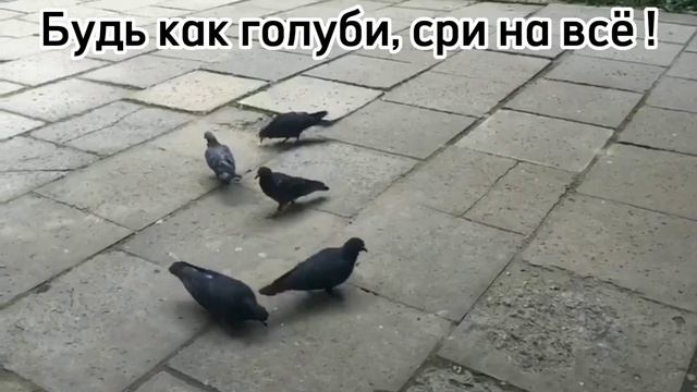 Будь как голубь, сри на все!