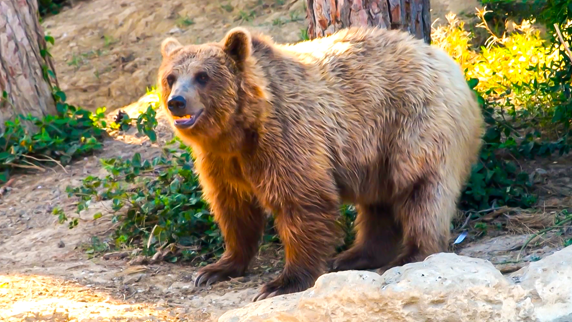 Бурые медведи, безногие ящерицы и фантастические деревья. Кто живет в Гирканском национальном парке?